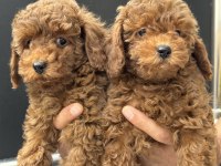 Ruhsatlı çiftlikde ziyarete açık toy poodle yavrular