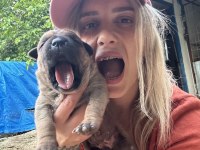 Üst Kalite Cane Corso Yavruları