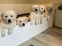 Can dostunuz golden retriever kapıda ödeme mevcuttur