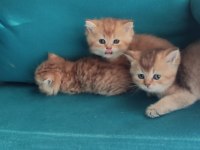 Orjinal british shorthair teslime hazır