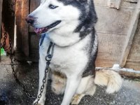 HUSKY KÖPEĞİMİZE YENİ YUVA ARIYORUZ