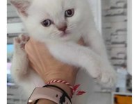 A KALİTE BLUEPOİNT LİNX POİNT BRİTİSH BEBEKLER
