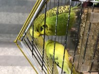 Eşe hazır show jumbo kuşlar sultan papağanı takas olur