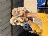 Maltipoo yavrularımız