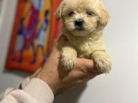 Her Renk Maltipoo Yavrumuzu Canlı Görebilirsiniz