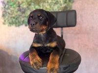 A kalite rottweiler yavrular