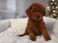 Safkan Red Toy Poodle Yavruları