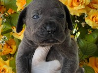 Cane Corso yavrularımız büyüdü
