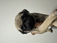 2 aylık pug yavrular