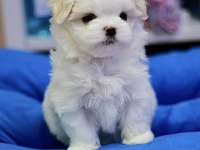 Anne altından maltese bebekler