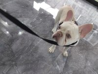 1 YAŞINDA SECERELİ GEN TESTİ VAR FRENCH BULLDOG