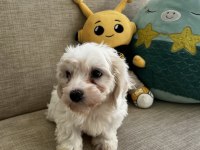 Yavru Kore Maltese
