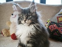 Karakteri cüssesi ve dolu şeceresi ile Nocturne Maine Coon