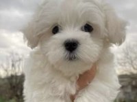 Yavru maltipoo yavrularımız