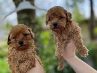 Bebek gibi toy poodle isteyen