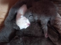 British shorthair kedilerimiz yeni yuvalarını bekliyor