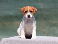 FCI Şecereli, Kayıtlı, Şampiyon Soydan Jack Russell