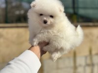 POMERANİAN ERKEK KREM