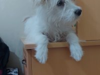 5 aylık 0 numara dişi terrier