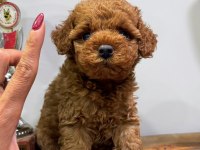 RED ERKEK TOY POODLE