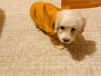 3 aylık maltese terrier