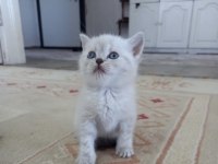 Mavi gözlü british shorthair yavrular