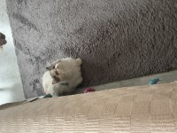 Minnoş persian