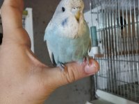 Yem yemeye başlayan ele alışık jumbo muhabbet yavrular