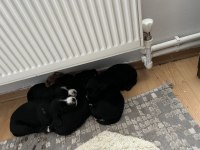 Cocker yavruları