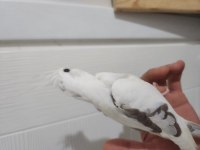 Albino White Face Sultan Papağanı