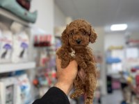 Toy poodle yavrularımız