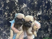 IRK VE SAĞLIK GARANTİLİ - PUG MOPS BEBEKLER