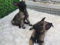 Safkan Belçika kurdu yavrularım