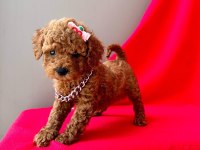 Safkan Toy Poodle Bebekler