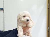 Maltese erkek yavru