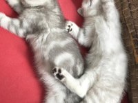 3 aylık yavru british shorthair