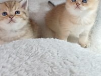 Veteriner kontrollu golden bebeklerimiz