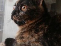 Sevecen british kızımız Lucy