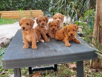 Tarçın Kore Maltipoo Yavrularımız