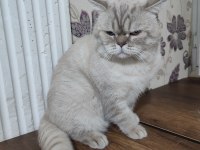 Blue point british shorthair