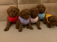 Toy Poodle Yavrular
