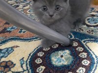 Kızımız 2 Aylık bakabilecek birini arıyoruz scottish fold