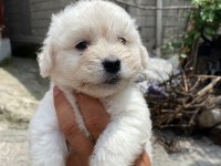MALTİPOO SIFIR BOY SON 1 ADET ERKEK