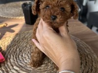 Toy Poodle Köpeğimiz