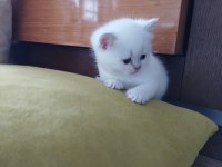 Şecereli anne ve babanın scottish yavruları