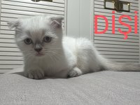 2 AYLIK SCOTTİSH BLUEPOİNT SHORTHAİR YAVRULAR