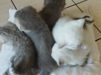 Güzel yavrularımız sahiplendirilecektir scottish fold