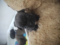 2 yavru French bulldog