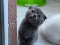Scottish fold kediler