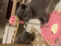 British shorthair yavrularımız yeni yuvalarını bekliyor